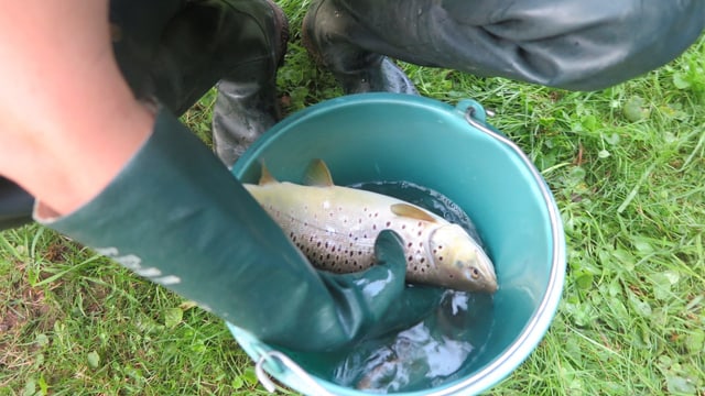 Kübel mit Fisch Kübel mit Fisch