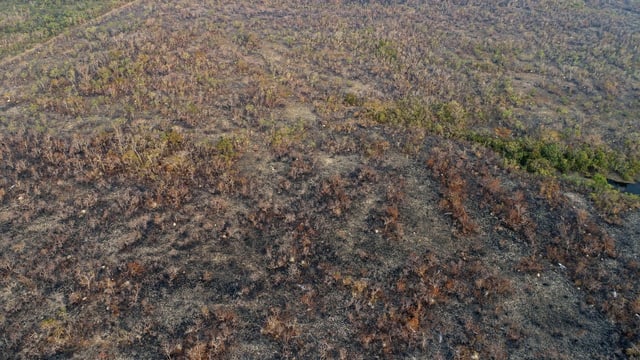 Verbrannte Waldfläche im Amazonas Verbrannte Waldfläche im Amazonas