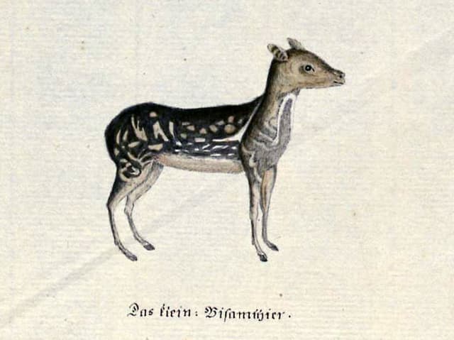 Eine Kinderzeichnung eines Bisams. Eine Kinderzeichnung eines Bisams.