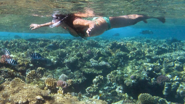 Eine Frau schnorchelt im Meer, um sie herum schwimmen Fische. Eine Frau schnorchelt im Meer, um sie herum schwimmen Fische.