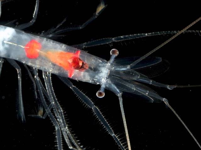 Vergrösserte Aufnahme eines Shrimps Vergrösserte Aufnahme eines Shrimps