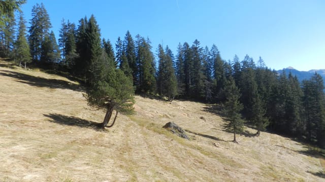 Ein gemähtes Streuried in verschiedenen Brauntönen umrahmt von grünen Föhren. Ein gemähtes Streuried in verschiedenen Brauntönen umrahmt von grünen Föhren.