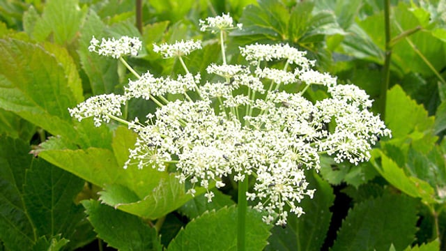 Weisse Blüten, Wirkstoffe in der Wurzel: Die Meisterwurz. Weisse Blüten, Wirkstoffe in der Wurzel: Die Meisterwurz.