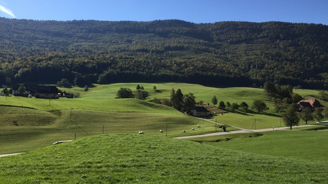 Bergwald Bergwald