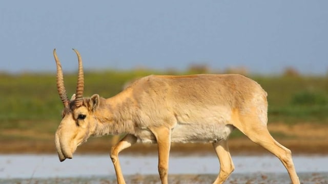 Purtret d'ina antilopa da saiga. Purtret d'ina antilopa da saiga.