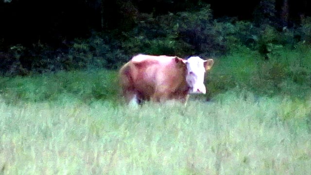 Kuh Yvonne in einer hohen Wiese an einem Waldrand in Bayern. Kuh Yvonne in einer hohen Wiese an einem Waldrand in Bayern.