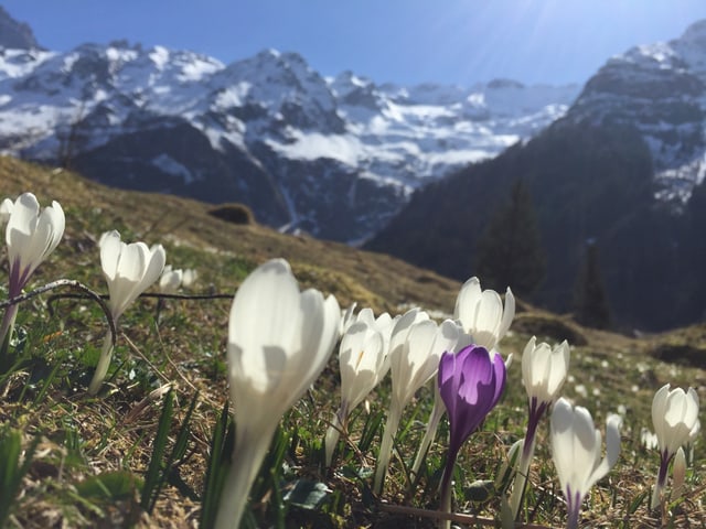 Ein Meer voll Krokusse, dahinter schneebedeckte Berge in Engelberg.