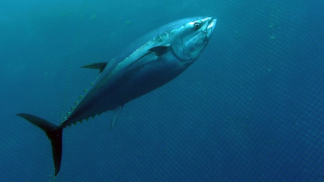 Fischfang-Studie. Fischfang-Studie.