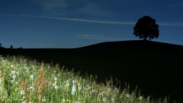 Wiese von einer Taschenlampe teilweise erleuchtet Wiese von einer Taschenlampe teilweise erleuchtet