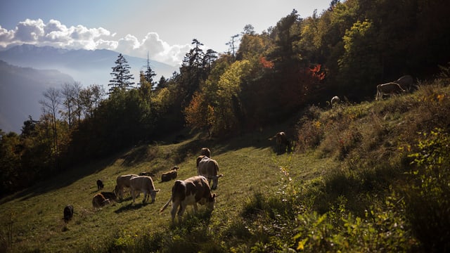Alp en il chantun Vallais. Alp en il chantun Vallais.