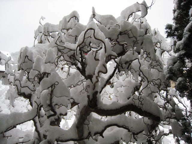 Ein Strauch mit Schnee.
