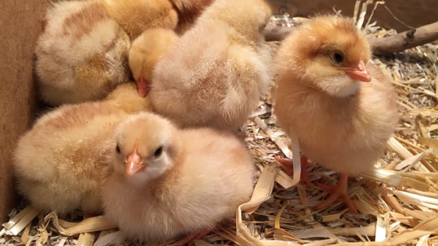 Gelbe Küken schauen in die Kamera Gelbe Küken schauen in die Kamera