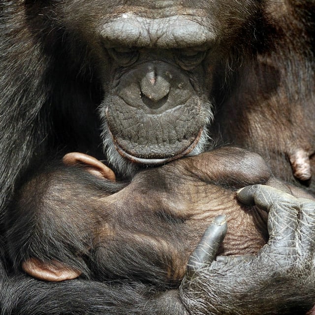 Schimpansenmutter mit Baby Schimpansenmutter mit Baby