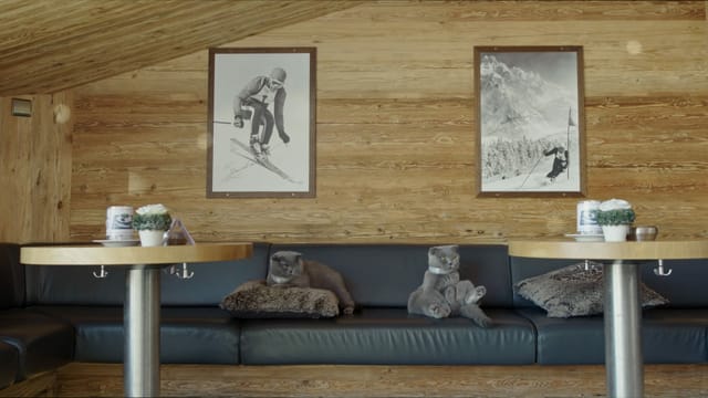 Zwei Katzen liegen auf einem Sofa Zwei Katzen liegen auf einem Sofa