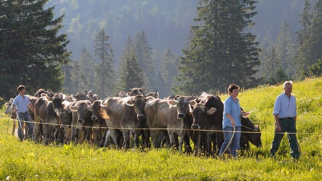 älpler mit kühen auf wiese älpler mit kühen auf wiese