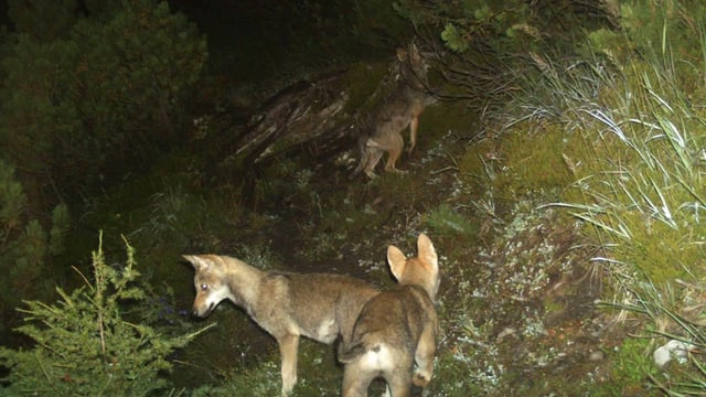 Drei Jungwölfe in der Nacht aufgenommen. Drei Jungwölfe in der Nacht aufgenommen.