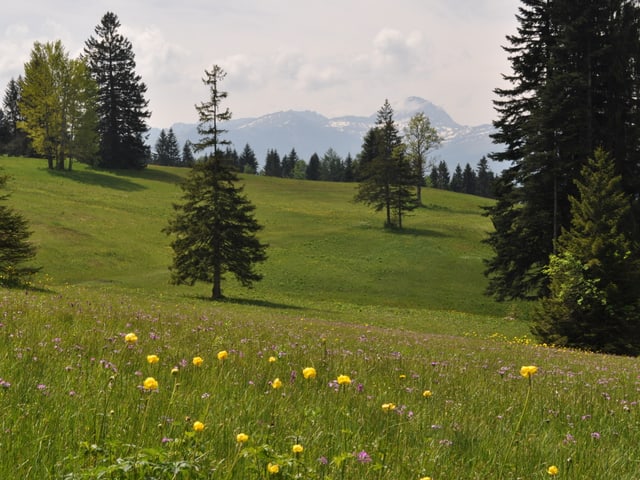 Grüne Wiese mit gelben und violetten Blumen, vereinzelte Tannen. Freudlicher Eindruck, trotz milchigem Himmel.