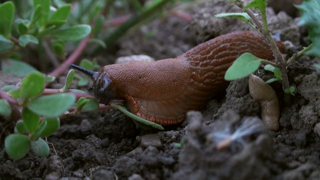 Spanische Wegschnecke Spanische Wegschnecke