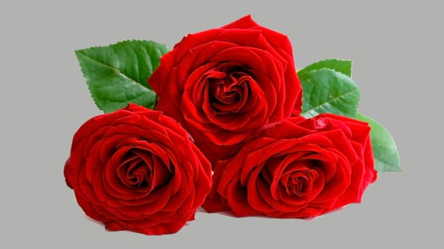 Infinity Rosen Das Geschaft Mit Den Nicht Welkenden Blumen