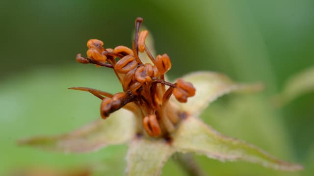 Eine erfrorene Apfelblüte Eine erfrorene Apfelblüte