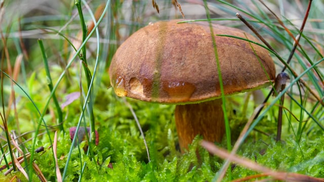 Ein Pilz im Gras Ein Pilz im Gras