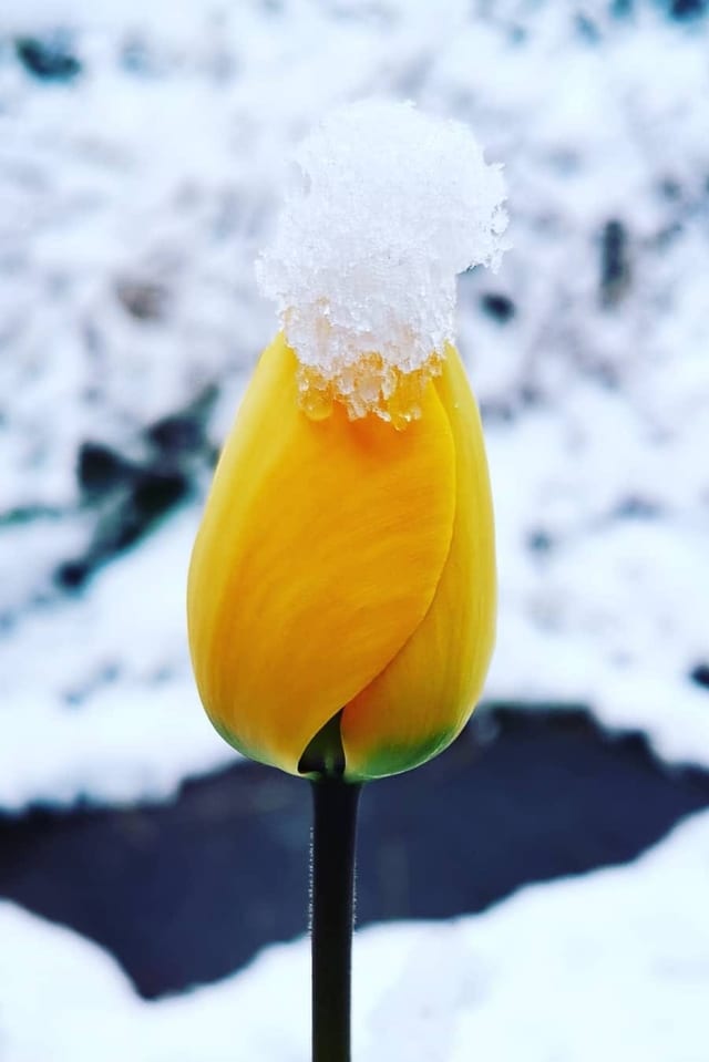 Schnee auf Tulpe.