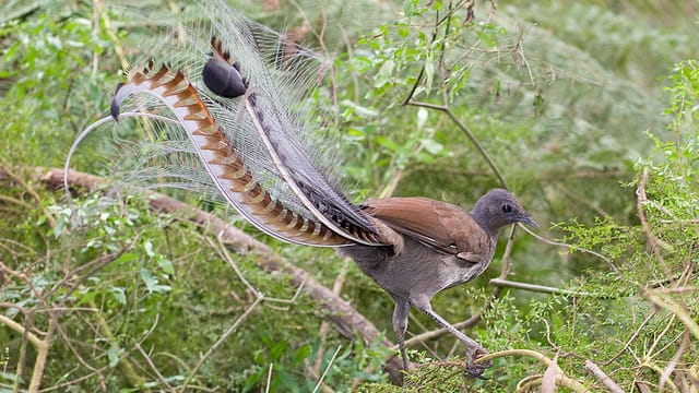 Ein Lyrebird im Baum. Ein Lyrebird im Baum.