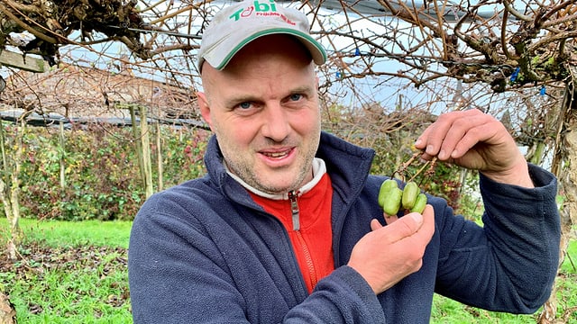 Andreas Eberle mit seinen frisch geernteten Mini-Kiwi auf der Plantage in Altnau. Andreas Eberle mit seinen frisch geernteten Mini-Kiwi auf der Plantage in Altnau.