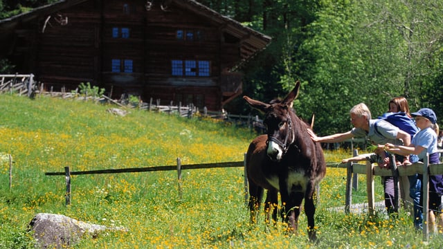 Ballenberg-Besucher streicheln ein Tier. Ballenberg-Besucher streicheln ein Tier.
