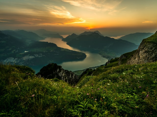 Blick aus den See und die Rütliwiese, im Vordergrund Alpenblumen. Blick aus den See und die Rütliwiese, im Vordergrund Alpenblumen.