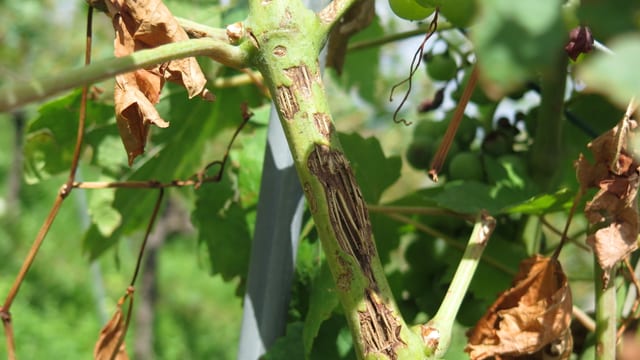 Beschädigter Rebstock Beschädigter Rebstock