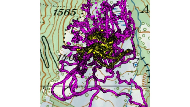 Ina charta che mussa il moviment d'in chaun da protecziun (puncts violets) enturn ina muntanera (puncts mellens). Ina charta che mussa il moviment d'in chaun da protecziun (puncts violets) enturn ina muntanera (puncts mellens).