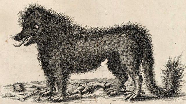 eine historischer Zeichnung eines Wolfs eine historischer Zeichnung eines Wolfs
