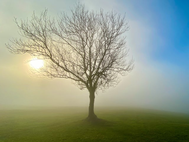 Baum im Nebel