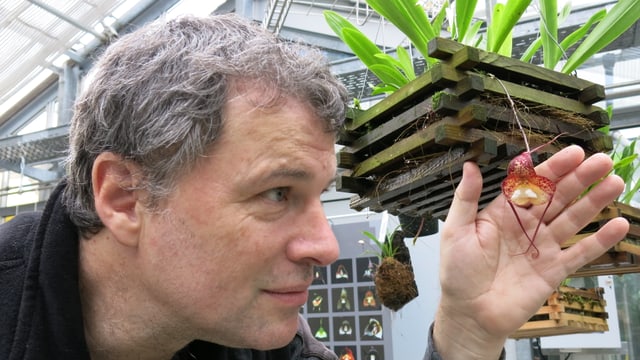 Heinz Schneider im Profil hält behutsam eine Dracula-Orchideen-Blüte in der Hand. Heinz Schneider im Profil hält behutsam eine Dracula-Orchideen-Blüte in der Hand.