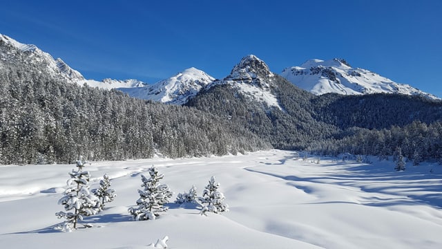 Tief verschneite Winterlandschaft Ende Januar in Buffalora unter wolkenlosem Himmel. Tief verschneite Winterlandschaft Ende Januar in Buffalora unter wolkenlosem Himmel.