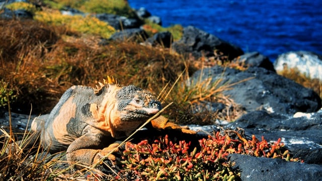 Echse auf den Galapagos-Inseln Echse auf den Galapagos-Inseln