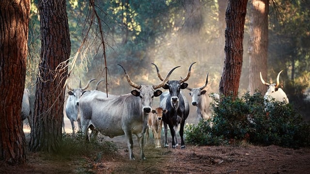 Kühe im Wald Kühe im Wald