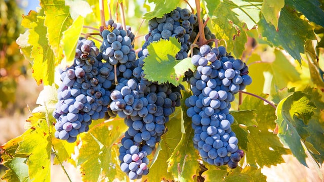 Weinrebe mit blauben Trauben Weinrebe mit blauben Trauben