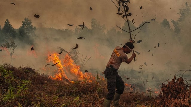 Perkebunan kelapa sawit di Kalimantan
