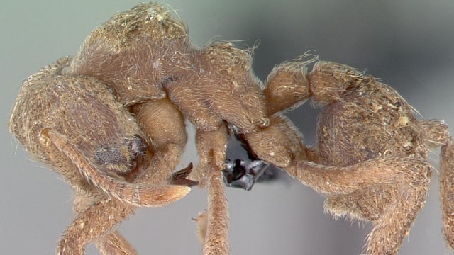 Sericomyrmex radioheadi Sericomyrmex radioheadi