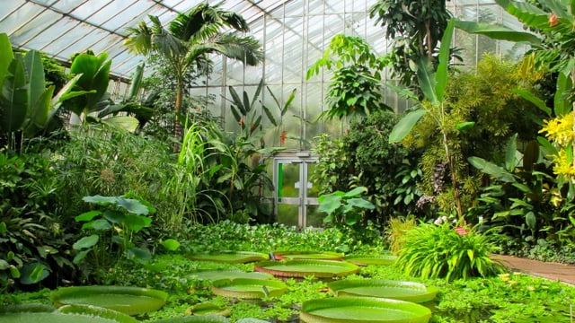 Video «Magische Gärten – Der Botanische Garten von Edinburgh» abspielen Video «Magische Gärten – Der Botanische Garten von Edinburgh» abspielen