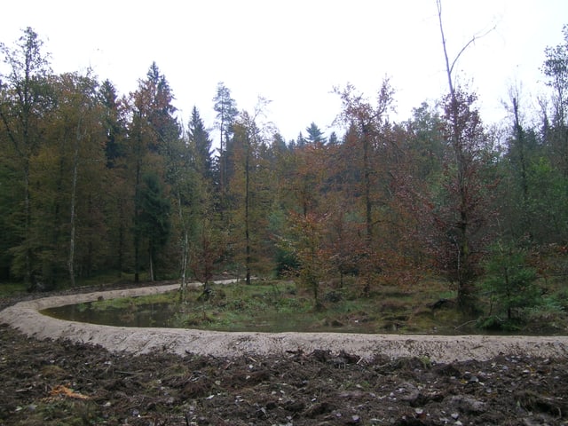 Damm im Wald Damm im Wald
