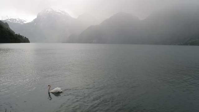 Aussicht direkt auf den Urnersee Aussicht direkt auf den Urnersee