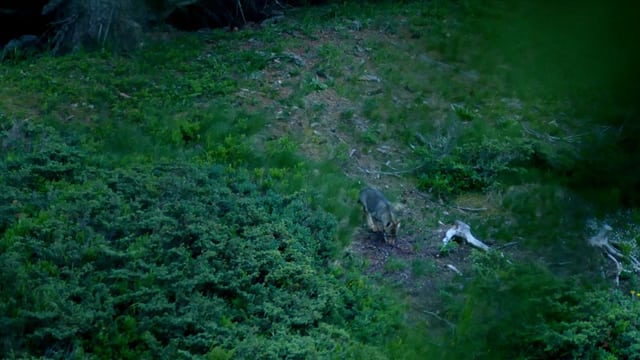 Wolf läuft Wolf läuft