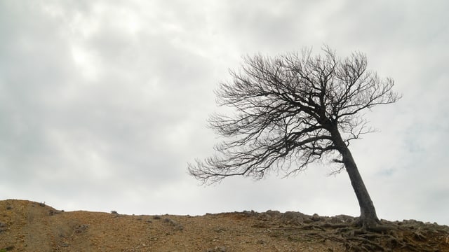 Ein Baum ohne Blätter Ein Baum ohne Blätter