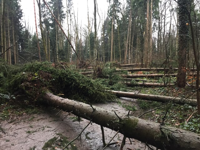 Blick durch einen Wald mit vielen umgestürzten Bäumen.