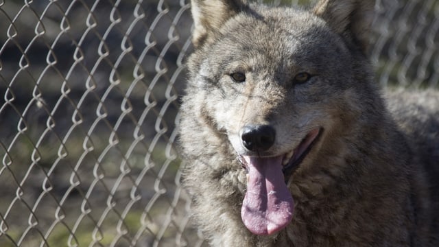 Ein Wolf vor einem Maschendrahtzaun. Ein Wolf vor einem Maschendrahtzaun.