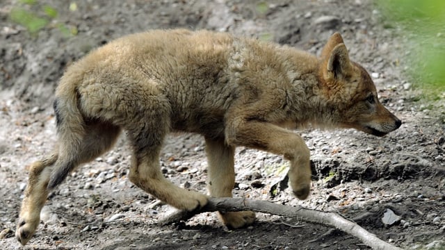 Ein Jungwolf spaziert durch sein Gehege im Zoo. Ein Jungwolf spaziert durch sein Gehege im Zoo.