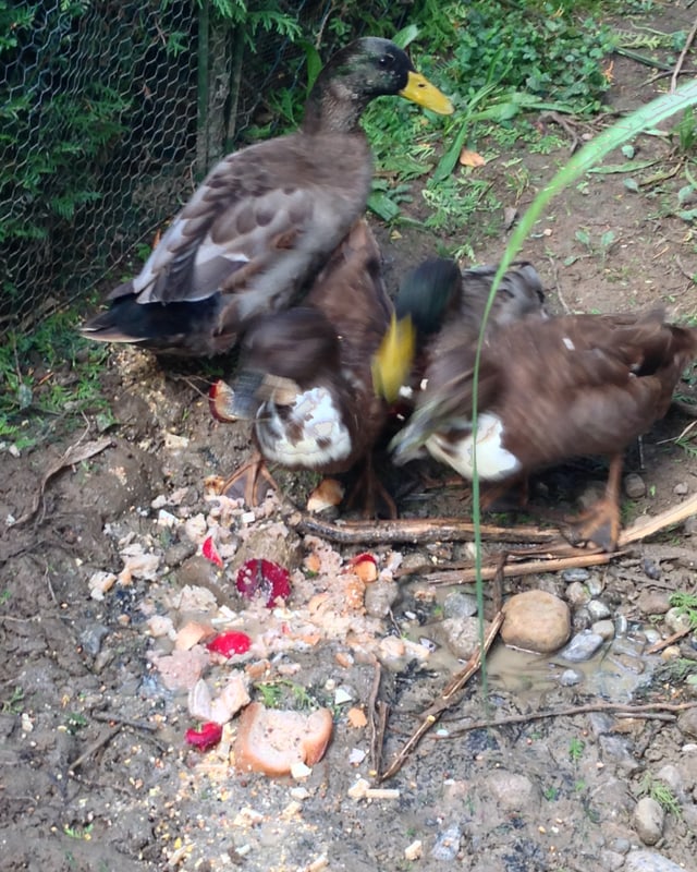 Enten mit Frühstücksresten.